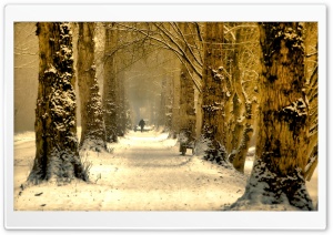 Beautiful Tree Alley, Winter
