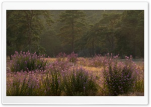 Field of Fireweed, Nature...