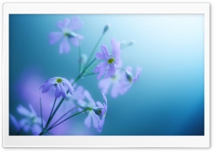 Delicate Violet Flowers