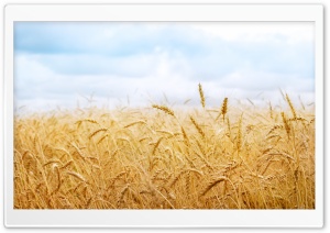 Wheat Yield