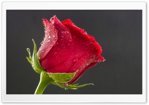 Beautiful Red Rose, Drops of...