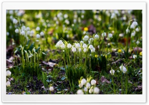 Spring Snowflake