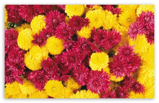 Download Mums Flowers UltraHD Wallpaper