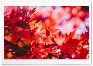 Red Foliage, Fall