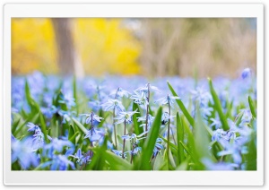 Spring Blue Flowers