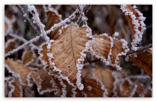 Download Frosted Leaves UltraHD Wallpaper