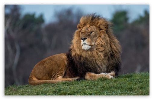 Download Lion King UltraHD Wallpaper