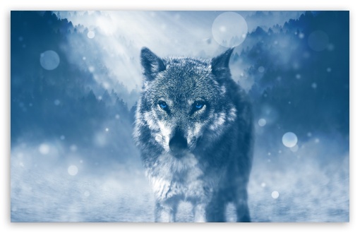 Download Wolf Winter UltraHD Wallpaper