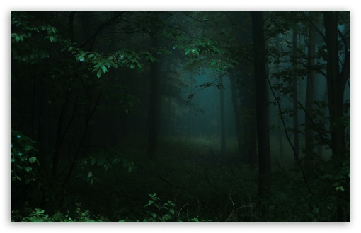 Download Dark Green Forest UltraHD Wallpaper