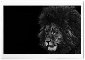 Lion Black and White