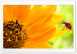 Sunflower And Ladybug