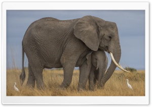 Mother Elephant and Baby, Love