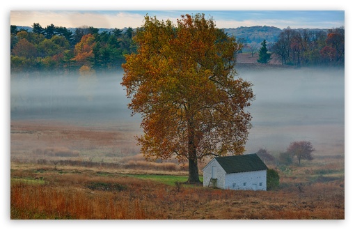 Download Autumn Mist, Yellow Tree, House, Landscape UltraHD Wallpaper