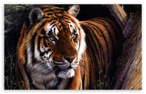 Download Beautiful Tiger UltraHD Wallpaper