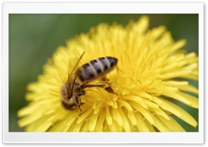 Honey Bee, Honigbiene
