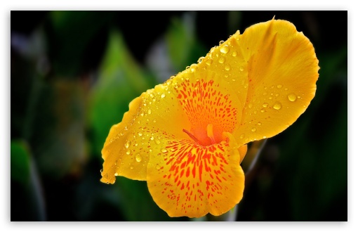Download Yellow Flower With Raindrops UltraHD Wallpaper