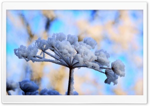 Snow Flowers