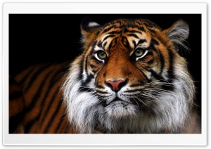 Beautiful Tiger Animal