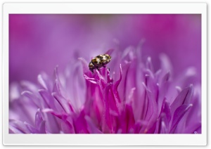 Tiny Insect on a Flower