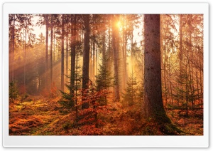 Autumn Forest Path