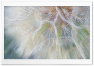 Dandelion Wish