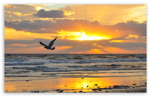 Download Flying Seagull At Sunrise UltraHD Wallpaper