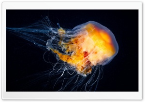 Ocean Jellyfish
