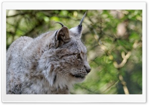 Eurasian Lynx, Eurasischer Luchs