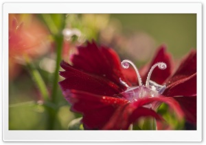 Dianthus Flower Macro