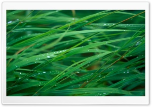 Close Up Of Dew On Grass