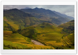 Rice Terraces Vietnam