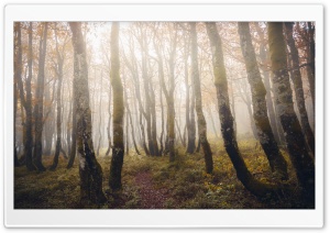 Foggy, Autumn, Forest, Trees,...