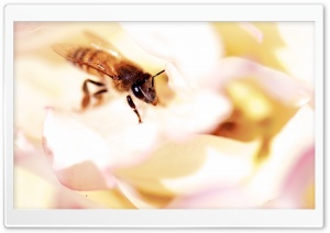 Closeup, Honey Bee, White Rose