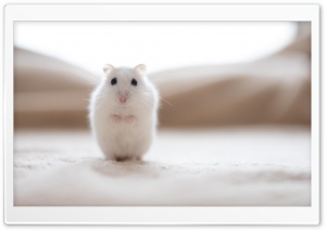 White Hamster