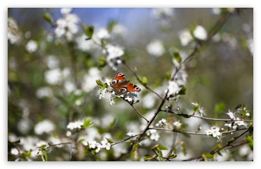 Download Butterfly Springtime UltraHD Wallpaper