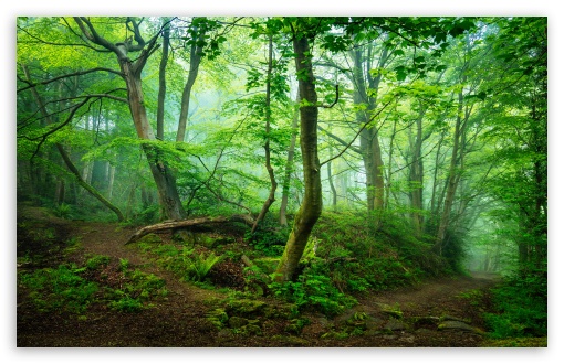 Download Green Forest, Mist, Summer UltraHD Wallpaper