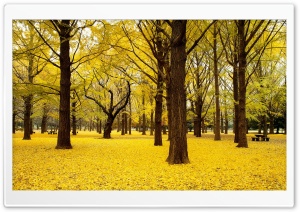 Yellow Autumn in Japan