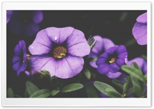 Purple Petunia Flowers