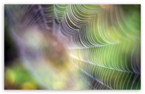 Download Spiderweb UltraHD Wallpaper