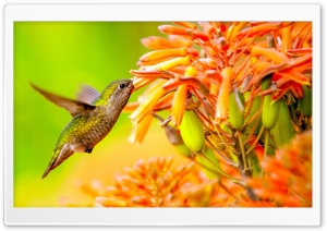 Hummingbird Feeding On Flower