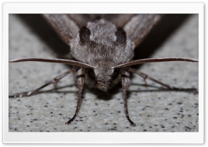 pine hawkmoth, Kiefernschwrmer