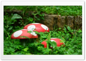 Garden Mushrooms