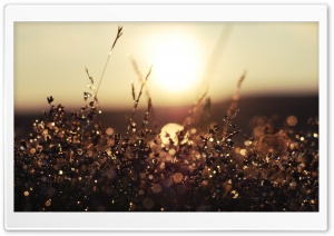 Morning Dew Bokeh