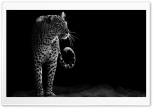 Leopard Black and White