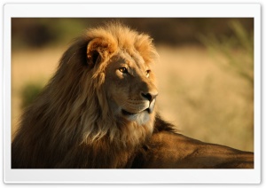 Lion Predator King