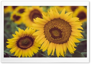 Sunflowers