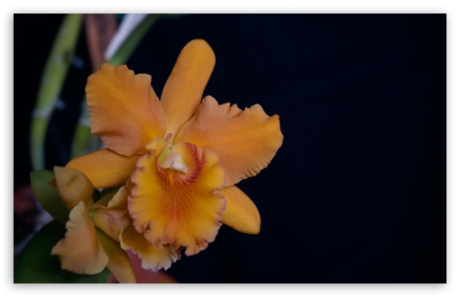 Download Orchid Closeup UltraHD Wallpaper