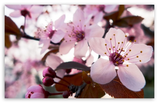 Download Delicate Cherry Blossom UltraHD Wallpaper