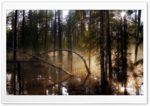 Swamp Forest Morning Mist
