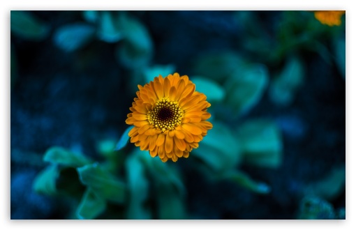 Download Orange Flower UltraHD Wallpaper